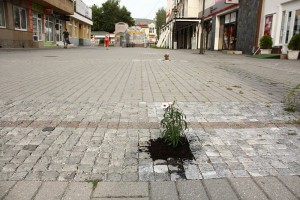 Vysádzanie kvetín v meste