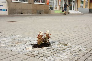 Vysádzanie kvetín v meste