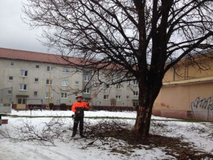 Kontrola ozdravovania stromov v meste