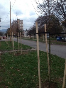 Nová alej - nové vysadené stomy. 