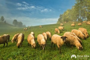 Kosačky - Karol Kobella zo Sebedražia