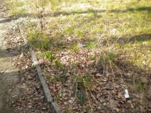 Náučná hriadka v okolí našej školy- Tím zo ZŠ Mariánska