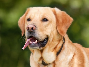Daň za psa: Správny postup ohlásenia zániku daňovej povinnosti