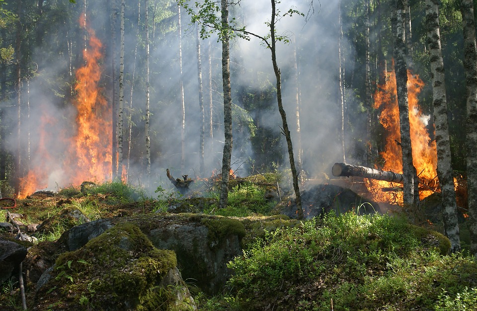 Ochrana lesov pred požiarmi v roku 2018 