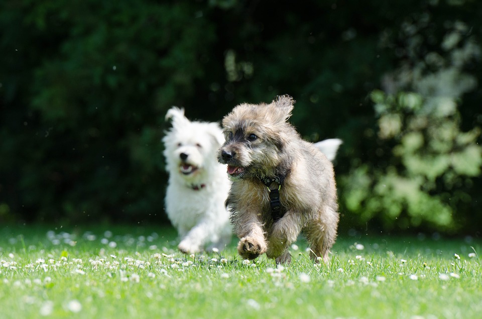 Úprava podmienok držania a vodenia psov