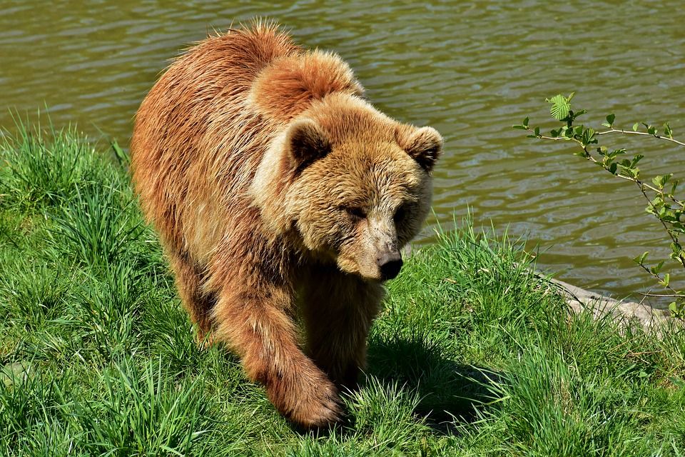 Medveď v okolí Lesoparku