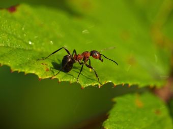Zaostrené na mravce